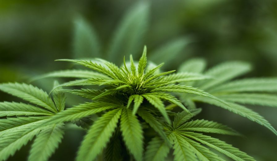 5 načinov uporabe CBD kapljic, ki niso kontroverzni 5 načinov uporabe CBD kapljic, ki niso kontroverzni